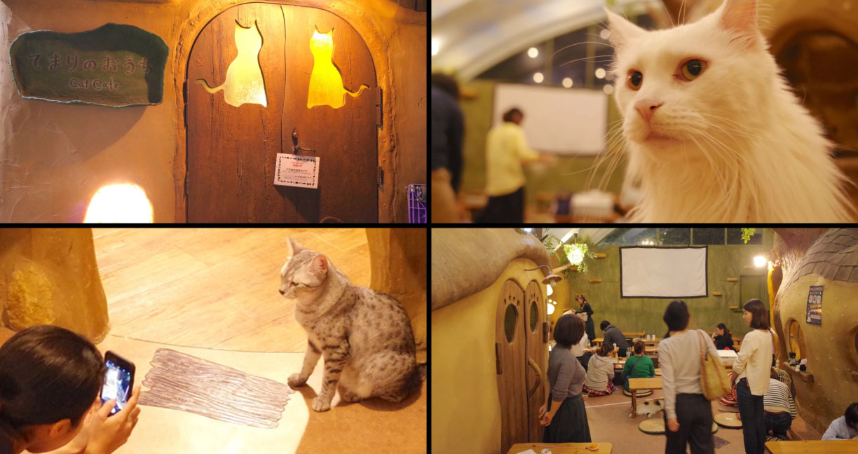 เปิดภาพคาเฟ่แมวสุดน่ารักจากญี่ปุ่น เป็นทั้งคาเฟ่และโรงหนังแห่งแมวในที่เดียวกัน