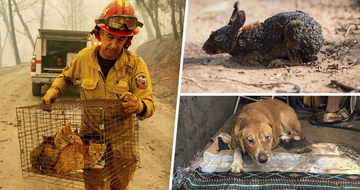 ภาพความเสียหายจาก ‘ไฟป่าแคลิฟอร์เนีย’ ที่ทำให้ “สัตว์” น้อยใหญ่ต้องบาดเจ็บล้มตาย