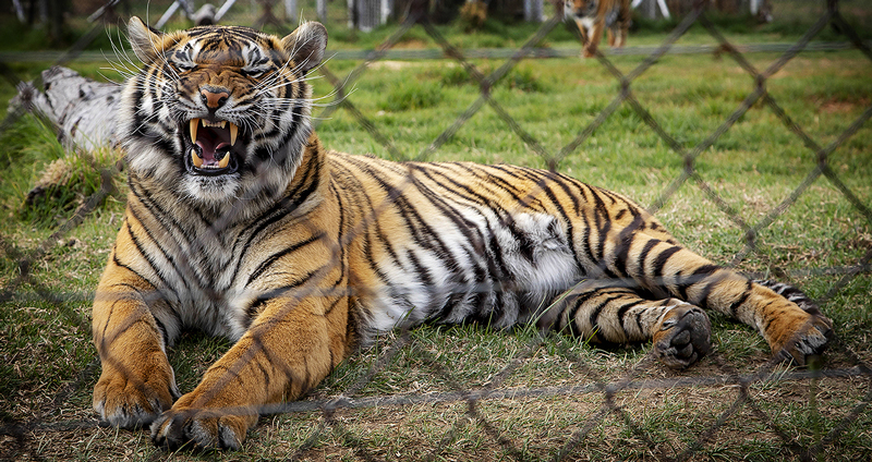 เสือใหญ่รอดพ้นจากชะตากรรมอันโหดร้ายในสวนสัตว์ มาใช้ชีวิตต่อในบ้านใหม่