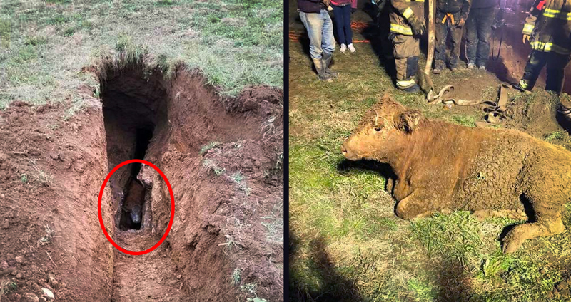 วัวพลาดตกลงไปในบ่อลึก แต่โชคดีมีคนมาเห็น มันจึงถูกช่วยขึ้นมาอย่างปลอดภัย