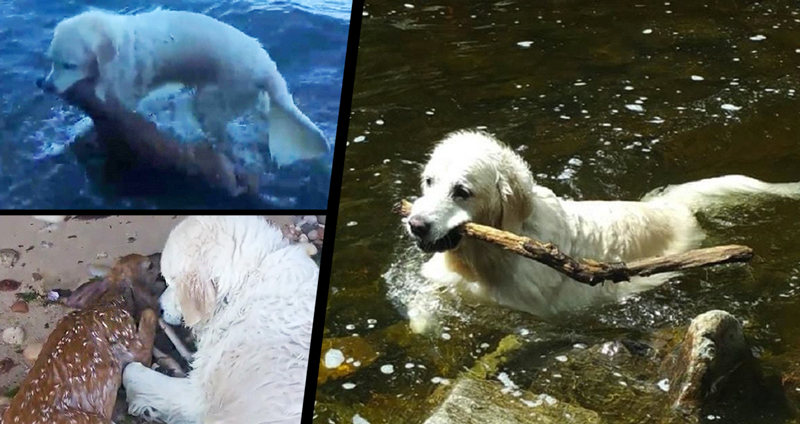สุนัขกระโดดลงทะเลเพื่อช่วย ‘ลูกกวาง’ ที่กำลังจะจมน้ำ ทั้งยังทำให้มันลุกขึ้นยืนจนได้
