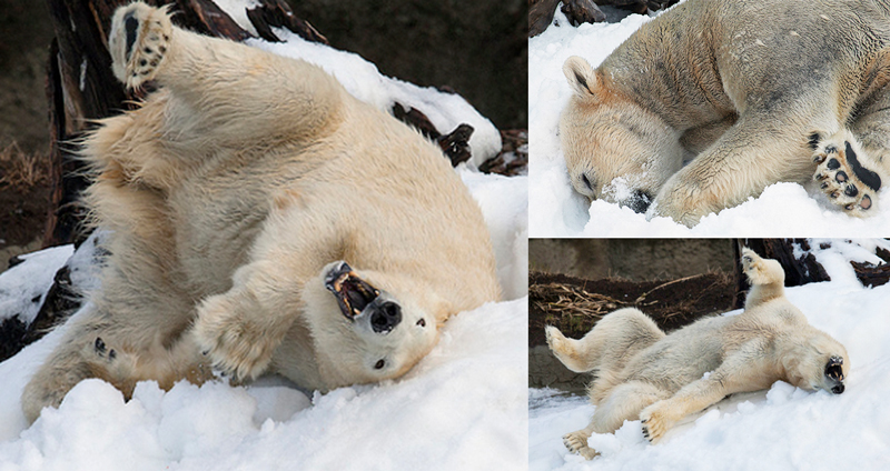 ช่วงเวลาสุดฟินที่ไม่อาจลืม เมื่อ ‘หมีขั้วโลกในสวนสัตว์’ ได้สนุกกับหิมะเป็นครั้งแรก