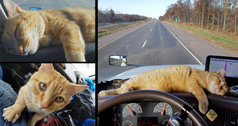 คนขับรถรับเลี้ยงแมวจร มันจึงกลายเป็นเพื่อนร่วมเดินทาง ที่ทำให้เขาไม่เหงาอีกต่อไป