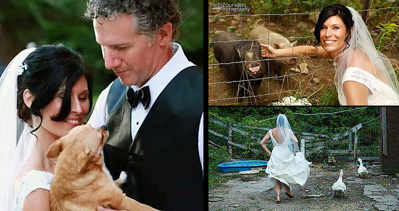 เจ้าสาววิ่งออกจากงานแต่งเพื่อไปดูแลสัตว์ในฟาร์ม เพราะพวกมันเป็นแขกคนสำคัญ