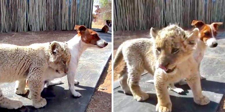 สิงโตขาวถูกแม่ทิ้งและได้ไปอยู่กับสุนัข มันจึงกลายเป็นเพื่อนกับลูกหมาวัยไล่เลี่ยกัน
