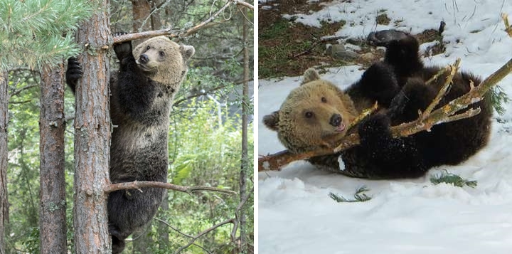 หมีเพิ่งได้รับอิสระ มันจึงข้ามการจำศีลในฤดูหนาว เพื่อเพลิดเพลินกับการเล่นกิ่งไม้