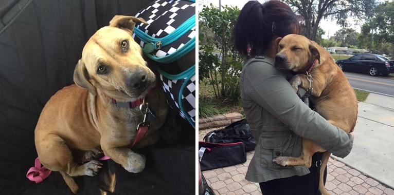 สุนัขถูกทิ้งจนกลายเป็หมาขี้กลัว หญิงสาวจึงกอดมันไว้แน่น เพื่อให้รู้ว่าปลอดภัยแล้ว