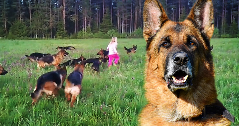 เด็กหญิงเล่นสนุกกับพี่ๆ เยอรมัน เชพเพิร์ดกว่า 14 ตัว นี่มันสวรรค์ของคนรักหมาชัดๆ
