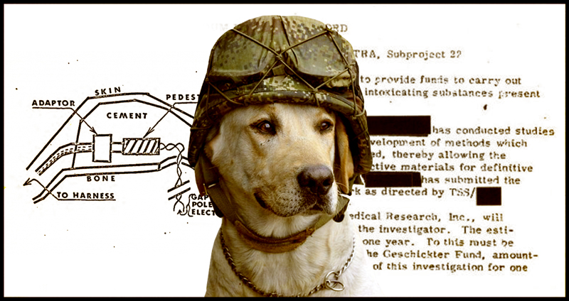 อีกด้านของโปรเจกต์ “MK-Ultra” เมื่อ CIA ทดลองการควบคุม “สุนัข” ด้วยการผ่าสมอง