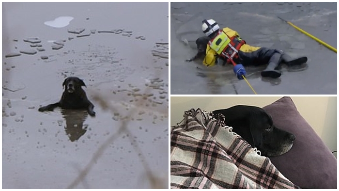 นักกู้ภัยว่ายลงไปในแม่น้ำที่เย็นยะเยือก เพื่อช่วยเจ้าหมากลับขึ้นมาบนฝั่งที่อบอุ่น