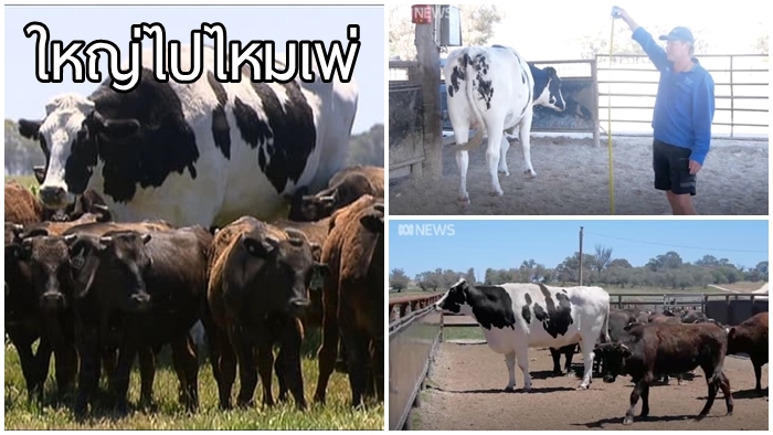 วัวอะไรตัวโต๊โต สูงใหญ่กว่ามนุษย์ซะอีก!! รึนี่จะเป็นวัวที่ตัวใหญ่ที่สุดในโลก!?