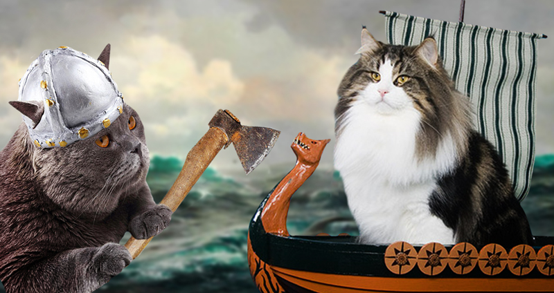 งานวิจัยใหม่พบ ชาวไวกิ้งนำแมวขึ้นเรือไปด้วยก็จริง แต่อาจจะไม่ได้รักแมวอย่างที่เราคิด