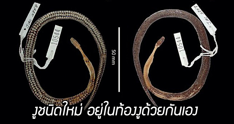ทีมวิจัยค้นพบ “งูชนิดใหม่” ที่ยังระบุพันธุ์ไม่ได้ แอบซ่อนอยู่ใน ‘ท้อง’ ของงูอีกตัวหนึ่ง