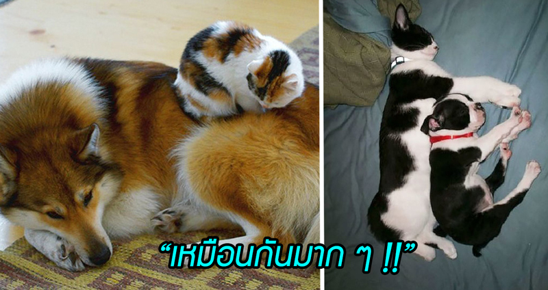 รวม 18 คู่หูสัตว์คนละสายพันธุ์ จับมาเทียบกันแล้วคล้ายกันเหมือนเป็นพี่น้องแท้ๆ