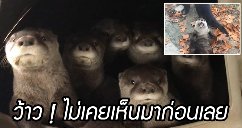 ‘นากกำพร้าทั้ง 7’ ได้เล่นกับใบไม้ร่วงครั้งแรก เพลินจนไม่รู้จักเหนื่อยกันเลยทีเดียว