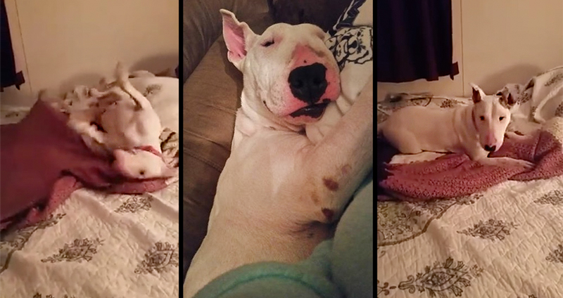 สุนัขนอนบนพื้นคอนกรีตมาทั้งชีวิต ได้ขึ้นเตียงนุ่มๆ ครั้งแรก ตื่นเต้นจนดีดใหญ่เลย