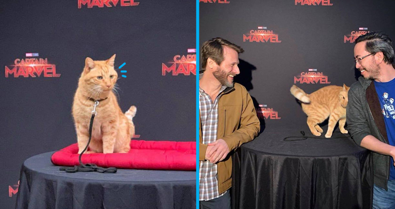 เปิดประวัติ Goose The Cat น้องแมวส้มผู้มีพลังวิเศษ ตัวแย่งซีนในเรื่อง Captain Marvel