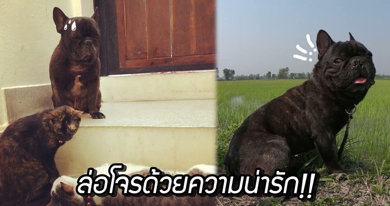 พบกับ ‘ดำเกิง’ หมาน้อยผู้ใช้ความน่ารัก ถ่วงเวลาโจรที่มาปล้นบ้าน จนตำรวจมาจับตัวได้