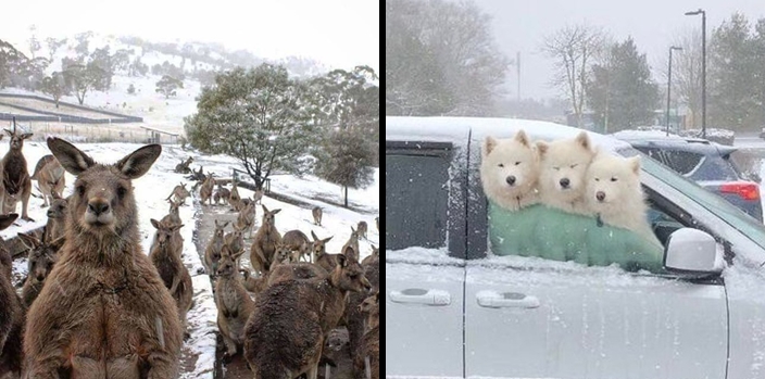 ช่วงเวลาอันแสนวิเศษของเหล่า “สัตว์เลี้ยงน่ารัก” เมื่อร่างกายได้ปะทะกับหิมะ