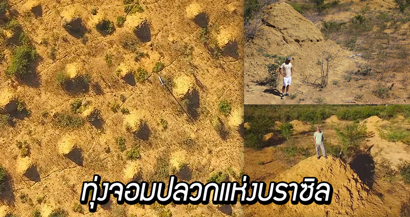 ชมทุ่งจอมปลวกแห่งบราซิล อายุร่วม 4,000 ปี และมองเห็นได้จากดาวเทียม