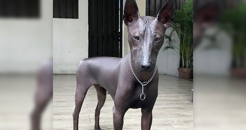 ชาวเน็ตฮือฮา เจ้าหมาตัวนี้ดูเหมือนรูปปั้นมากๆ ตกลงเป็นหมาจริงหรือรูปปั้นกันแน่!?