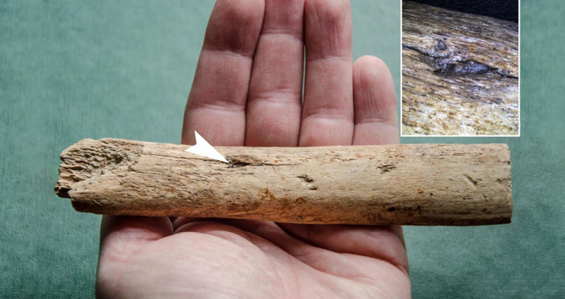 พบชิ้นส่วนอาวุธหินอายุมากกว่า 25,000 ปี ฝังในซี่โครงแมมมอธ เชื่อมาจากการล่าในสมัยก่อน