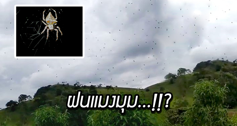 คุณพระ!! คลิป “แมงมุม” จำนวนมากลอยอยู่กลางอากาศ ราวกับเป็นฝนที่ตกลงมา?!