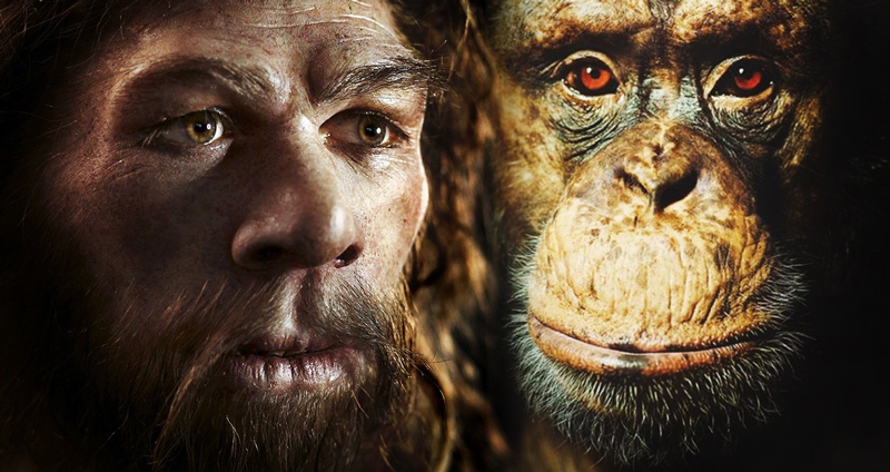 งานวิจัยใหม่บอก ตลอดช่วงเวลา 1 ล้านปีที่ผ่านมา มนุษย์มีการวิวัฒนาการช้ากว่าลิงเสียอีก