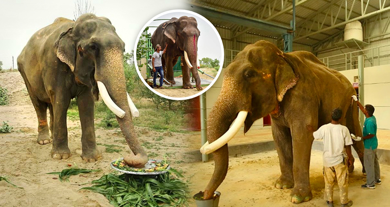ช้างถูกใช้แรงงานเอาใจนักท่องเที่ยวมานาน 50 ปี ได้ใช้ชีวิตอย่างอิสระครบ 1 ปีเต็ม