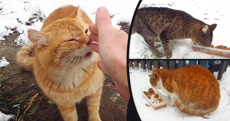 ชายใจดีไปให้อาหารแมวจรจัด พวกมันจึงมีแรงสู้เพื่อเอาตัวรอดตลอดฤดูหนาว