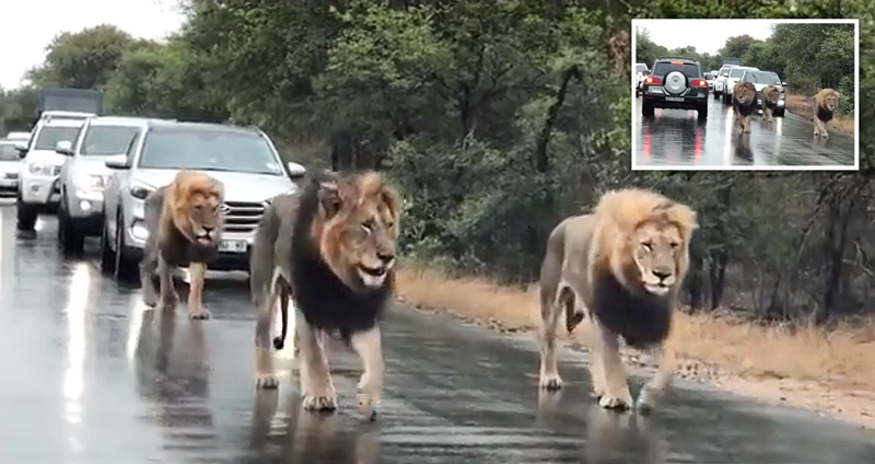 อ๋อ ก็ว่าทำไมรถติด…ที่แท้ก็มีพี่สิงโตมาเดินชิลกลางถนนนี่เอง ไม่แปลกเล๊ยยย!!