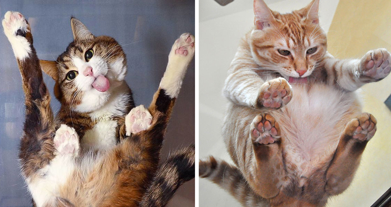 20 ภาพแทนเหตุผลว่าทำไมทาสแมวทั้งหลาย ถึงควรมีโต๊ะกระจกใสติดบ้านไว้