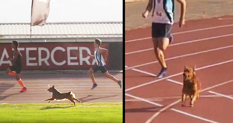 เจ้าหมาสุดฟิต ร่วมวิ่ง 400 เมตรชายในการแข่งขันกรีฑาระดับชาติ สุดท้ายเอาชนะได้ซะด้วย!!