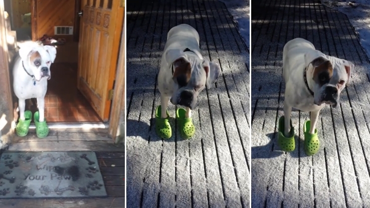 ‘Watson’ น้องหมาผู้ชอบใส่รองเท้ามนุษย์ แต่มันจะใส่เมื่อเจ้าของอนุญาตเท่านั้น