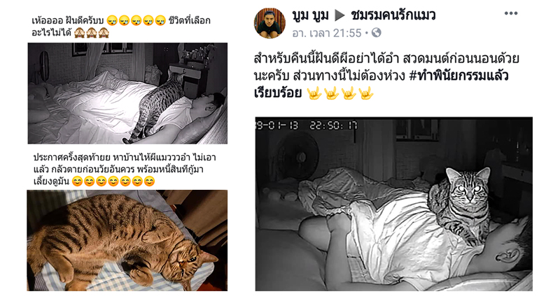 เปิดใจหนุ่มโดนแมวอำทุกคืน บางทีเจ้ากรรมนายเวรก็มาในรูปแบบของแมว 5555