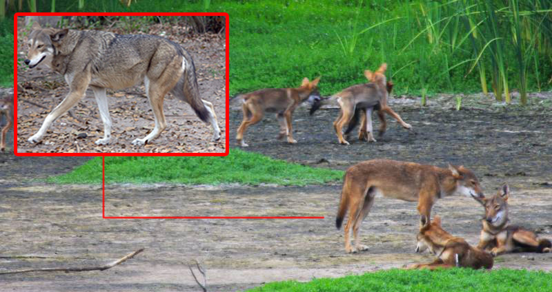 นักชีววิทยาพบยีน “หมาป่าแดง” ที่สูญพันธุ์ไปจากธรรมชาติแล้ว ในสุนัขป่าที่รัฐเท็กซัส