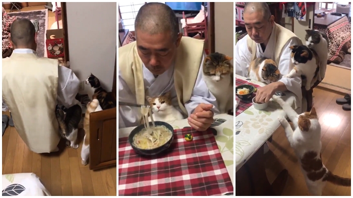 น่ารักมาก!! เจ้าอาวาสวัดญี่ปุ่นป้อนขนมให้แมวด้วยความรัก แม้จะถูกกวนตอนกินข้าว