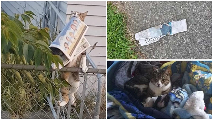 หญิงได้รับหนังสือพิมพ์ที่ไม่ได้สั่งบ่อยๆ ภายหลังเพิ่งรู้ว่าแมวไปขโมยของเพื่อนบ้านมาให้