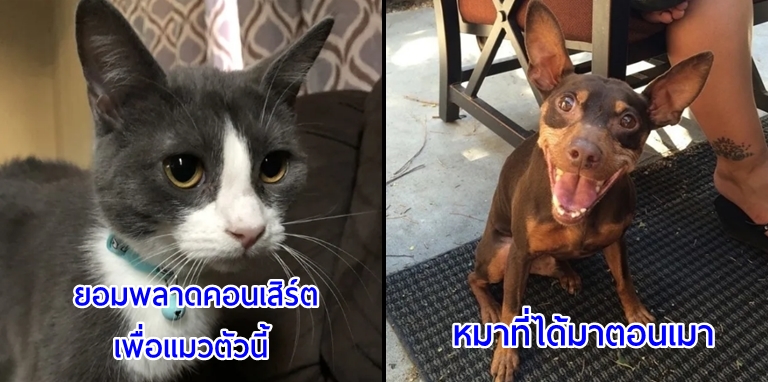 10 เรื่องราวของ ‘การรับเลี้ยงสัตว์’ ที่น่าประทับใจ จนควรค่าแก่การแบ่งปัน