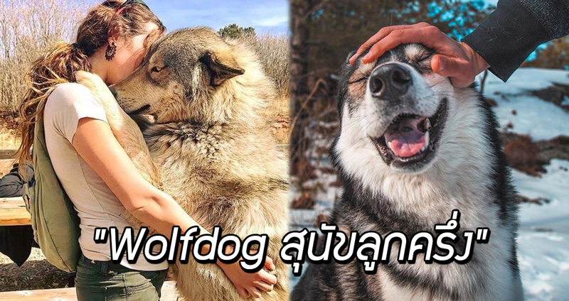 รู้จักกับ ‘Wolfdog’ สุนัขลูกครึ่ง ‘หมาป่า-หมาบ้าน’ แม้จะก้าวร้าวแต่ก็เชื่องได้