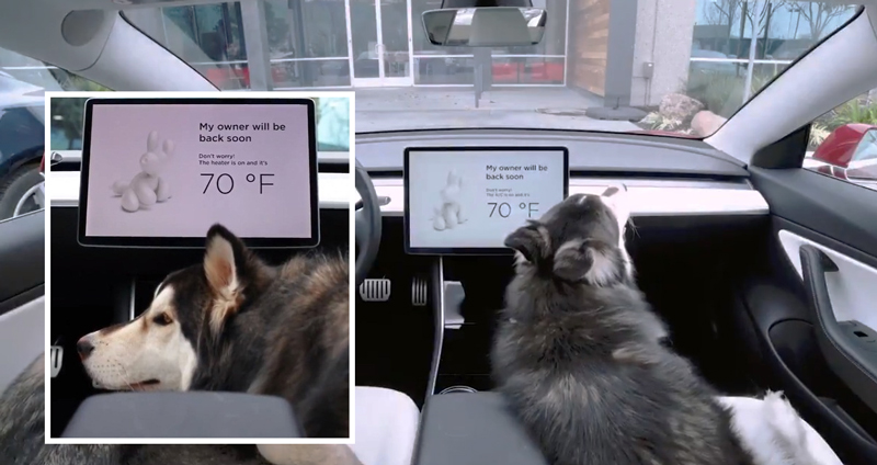 ชาวเน็ตอ้อนขอโหมดสัตว์เลี้ยงในรถ Elon ไม่ขัดศรัทธาจัด Dog Mode ในรถ Tesla ให้ตามคำขอ