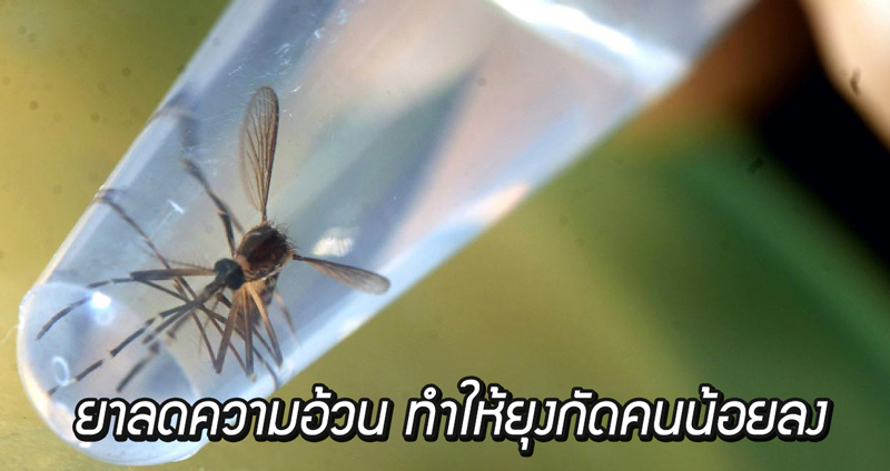 นักวิทยาศาสตร์พบ “ยาลดความอ้วน” สามารถทำให้ยุงไม่อยากอาหารและกัดคนน้อยลงได้