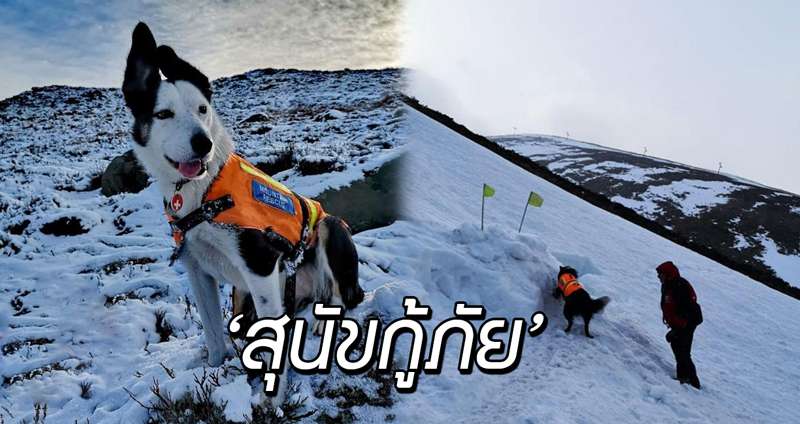 องค์กรฝึกสุนัข เผยวิธีที่ ‘สุนัขกู้ภัย’ ช่วยเหลือผู้คนที่ติดอยู่บนภูเขาหิมะ