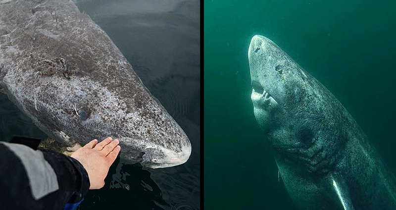นักวิจัยพบ “ฉลาม” อายุกว่า 512 ปี ขึ้นบัญชี “สัตว์มีกระดูกสันหลังที่อายุมากที่สุดในโลก”!!