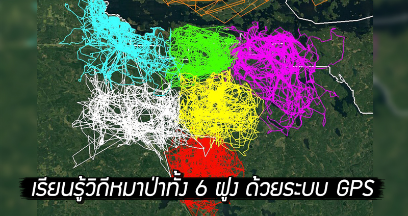 โปรเจกต์เรียนรู้วิถีหมาป่า ติดตามการย้ายถิ่นของหมาป่าทั้ง 6 ฝูง ด้วยระบบ GPS 68,000 จุด