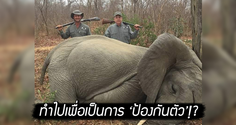 นักธุรกิจใหญ่โพสต์ภาพ ยืนหลังซากช้างแอฟริกา อ้างว่าทำไปเพื่อเป็นการ ‘ป้องกันตัว’