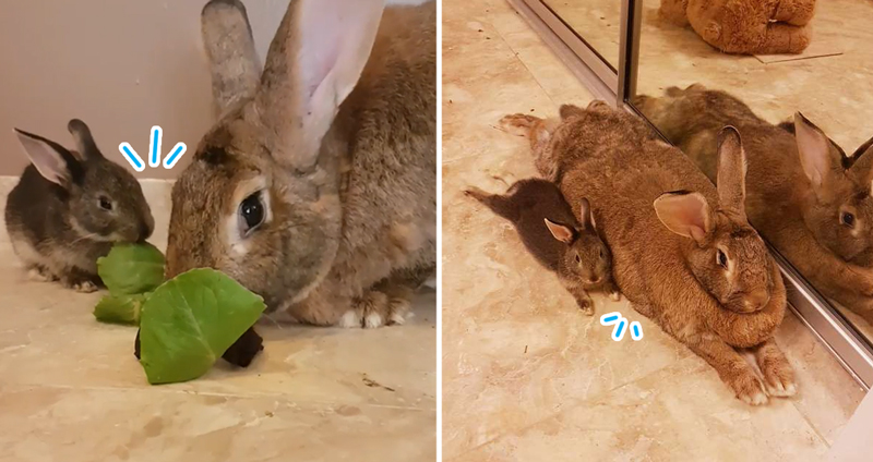 ‘Lilly & Romeo’ กระต่ายที่มีขนาดต่างกันถึง 4 เท่า แต่เป็นคู่รักที่ลงล็อคจนน่าอิจฉา