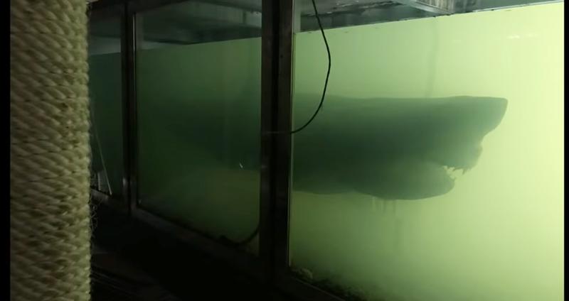 ยูทูบเบอร์พาทัวร์ ‘สวนสัตว์ร้าง’ สุดหลอน เจอซาก ‘ฉลาม’ เฝ้าอยู่ในนั้นมาตลอด 7 ปี