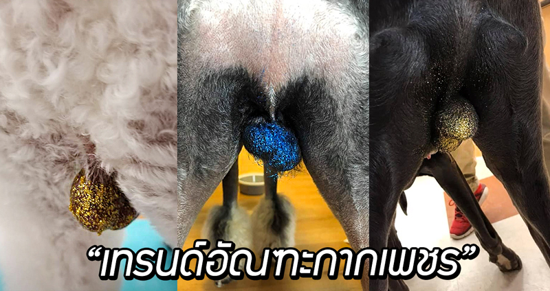 เทรนด์ใหม่สำหรับน้องหมา “อัณฑะกากเพชร” สีสันแวววาว ระยิบระยับ น่าจับต้อง…?!