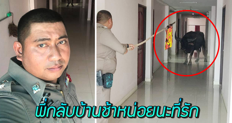 ตำรวจขอเมียกลับบ้านช้า เนื่องด้วยติดภารกิจ ‘พาควายออกจากหอพัก’ ไม่มีภาพเมียคงไม่เชื่อ!!